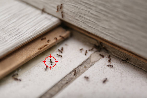 Best Spider Control Near Me  in Stone Ridge, VA