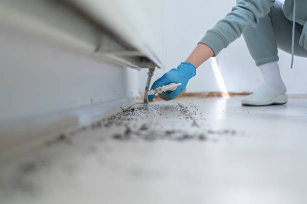 Best Local Pest Control Services  in Stone Ridge, VA